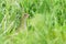 Corn crake in a long grass