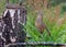 Corn crake lurks himself in wet grass near a tree stump