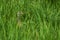 Corn crake peeking in tall grass