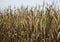 Corn Crop Damaged by Drought