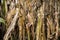 Corn Crop Destroyed by Drought