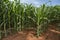 Corn crop growing healthy on red soil. Zea Mays is the plant`s scientific name