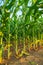 Corn crop plant stalks