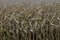 Corn crop ready to be harvested in the fall