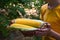 Corn crop in young hands