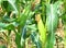 Corn crops