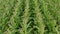Corn Crops Field close up Birds Eye Top Down Aerial Overhead View, rich Green Agriculture