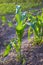 Corn crops growing in the vegetable garden outdoors. Corn plant.