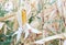 Corn crops on the stalk growing in the field