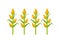 Corn cultive isolated icon