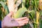 Corn damage by insect and pest, Corn damaged by fall armyworm Spodoptera frugiperda