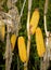 Corn damaged on black background.