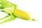 Corn ear closeup in pure white background