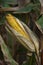 Corn Ear Drying Farm Cornstalk Closeup Detail