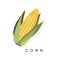 Corn Ear, Infographic Illustration With Realistic Cereal Crop Plant And Its Name