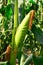 Corn ears on the stalk