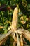 Corn ears on the stalk