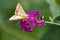 Corn Earworm Moth - Helicoverpa zea