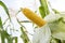 Corn farm. A selective focus picture of corn cob in organic corn field