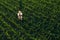 Corn farmer with drone remote controller in field