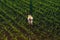 Corn farmer with drone remote controller in field