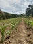 Corn farmer plantation on asian sloping land