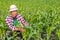 Corn farmers inspect corn fields for diseases, growth