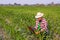 Corn farmers inspect corn fields for diseases, growth