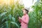 Corn farmers use communication technology to diagnose corn diseases with experts