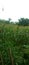corn farming in village of india