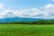 Corn farmland field in a beautiful springtime sunny day