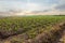 Corn Farmland, Northern of Thailand