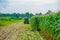 Corn fell in the field after harvest