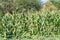 Corn fied plantation - unharvested organic food
