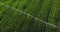 Corn field from above with water irrigation machine