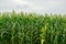 corn field in agricultural garden, pods corn on trunk