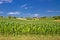 Corn field in agricultural rural landscape