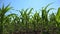 Corn Field, Agriculture Crops, Cultivated Land, Cereals, Maize Harvest, Farming Production