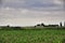 Corn field. Agriculture in Taman