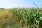 Corn field, background. Agriculture. Plants and trees.