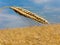 Corn field with barley spike