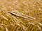 Corn field with barley spike