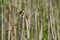 Corn field and bird