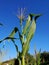 Corn in field on blie sky