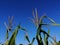 Corn in field on blie sky