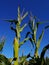 Corn in field on blie sky