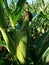 Corn in field on blie sky