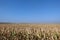 Corn field with blue sky