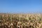 Corn field with blue sky