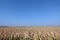 Corn field with blue sky